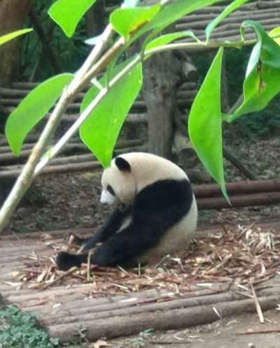 Fot. 13 Panda w ZOO w Chongdu